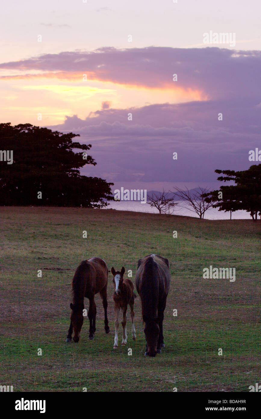 Wilde Stuten und Fohlen auf Vieques Island bei Sonnenuntergang, Puerto Rico Stockfoto