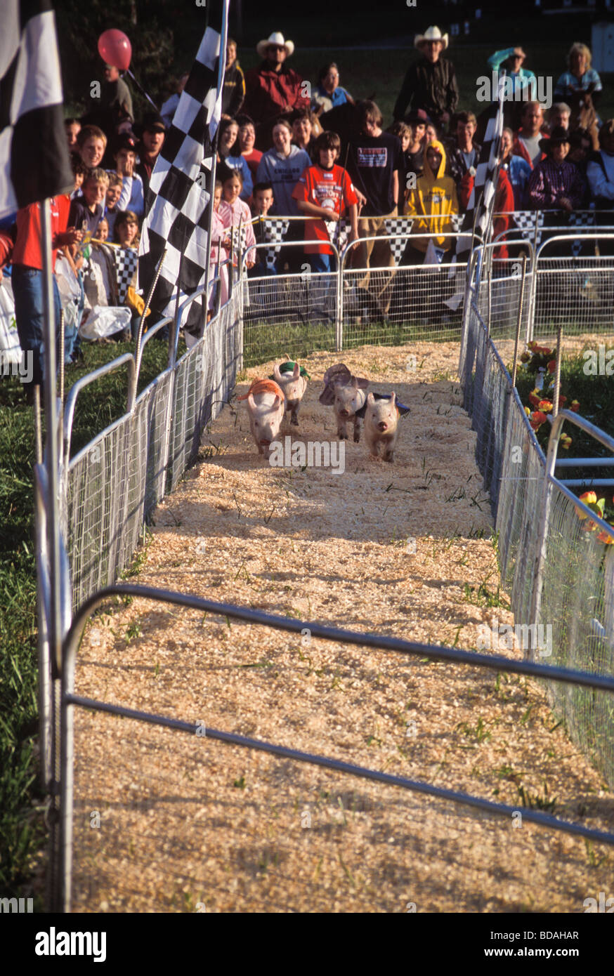 Gruppe von Schweinen Rennsport auf Kirmes Stockfoto