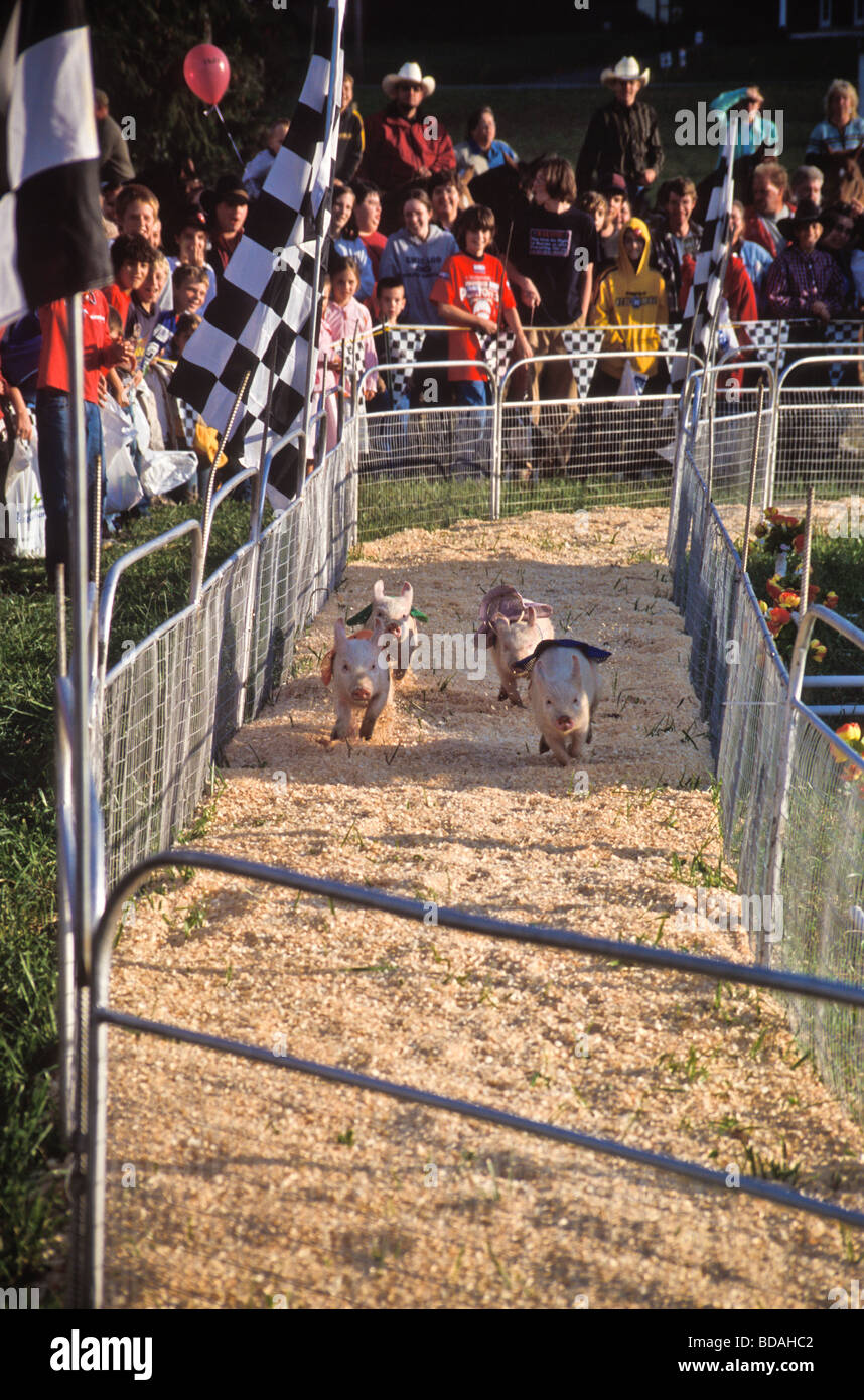 Gruppe von Schweinen Rennsport auf Kirmes Stockfoto