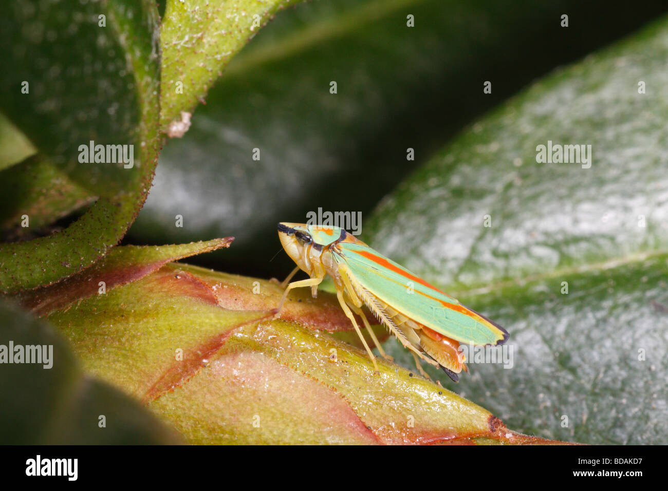 Leafhopper Rhododendron Rhododendron Blätter (Graphocephala Fennahi) Stockfoto