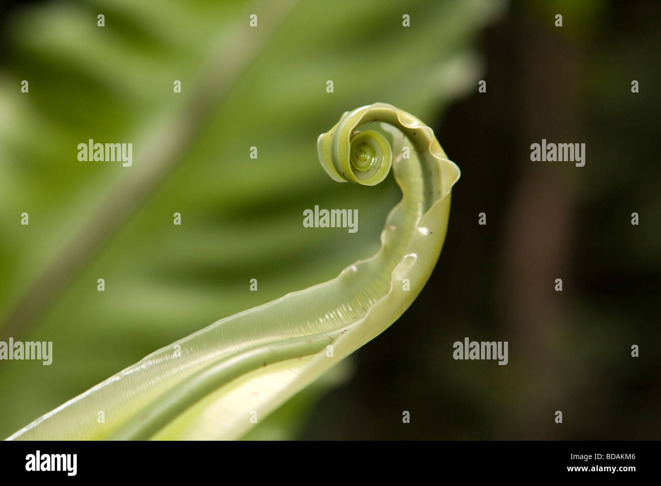 Indonesien Sulawesi Buton Insel keimhaft neuen Spross der Vögel Nest Farn Epiphyten Asplenum nidus Stockfoto