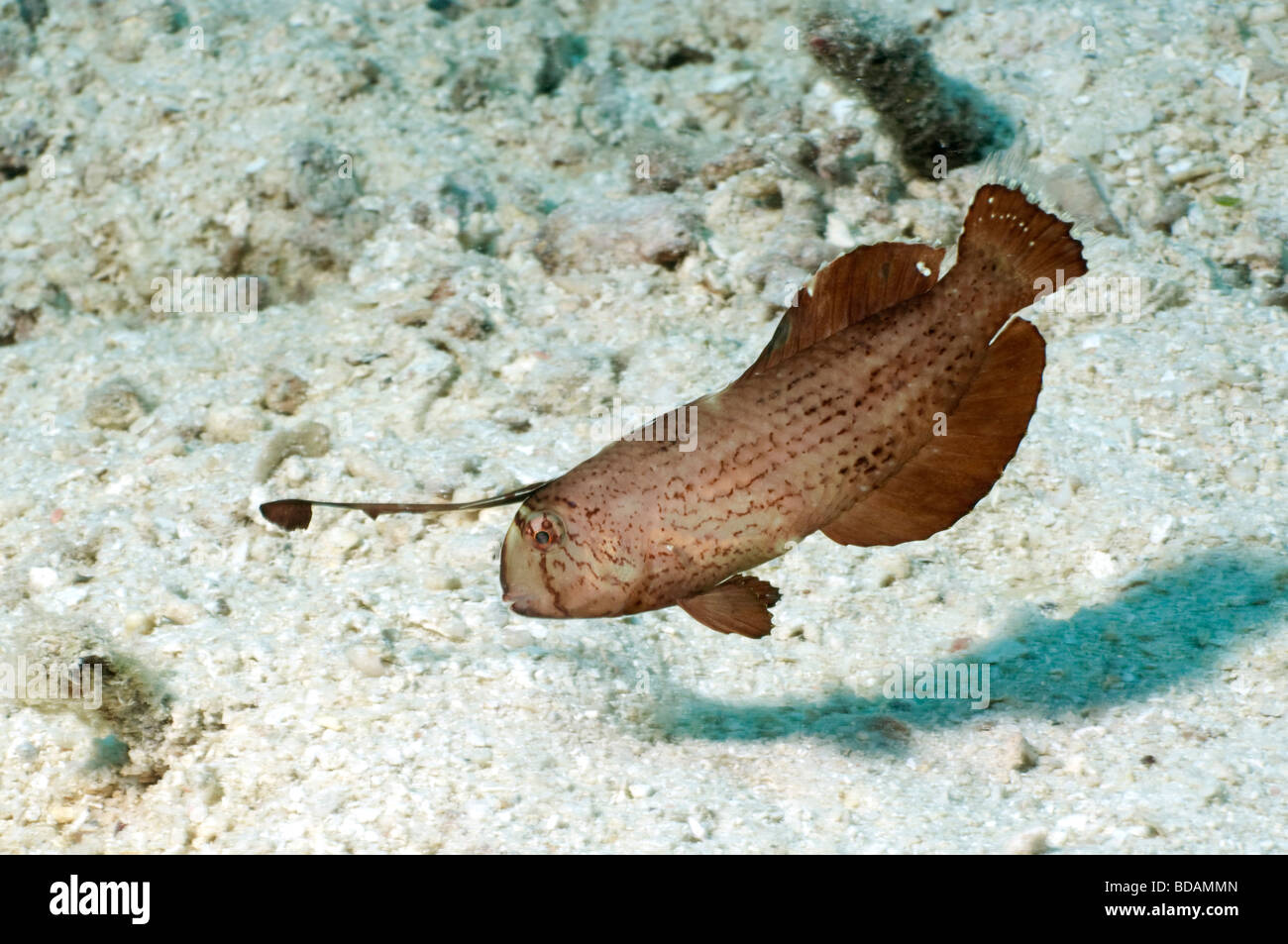 Eine juvenile Pfau Razorfish auf ein flaches Riff in Yap Stockfoto