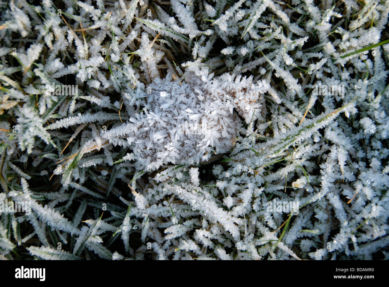 Gefallene Blätter bedeckt in Eiskristalle aus Winter Raureif, Sussex, UK Stockfoto