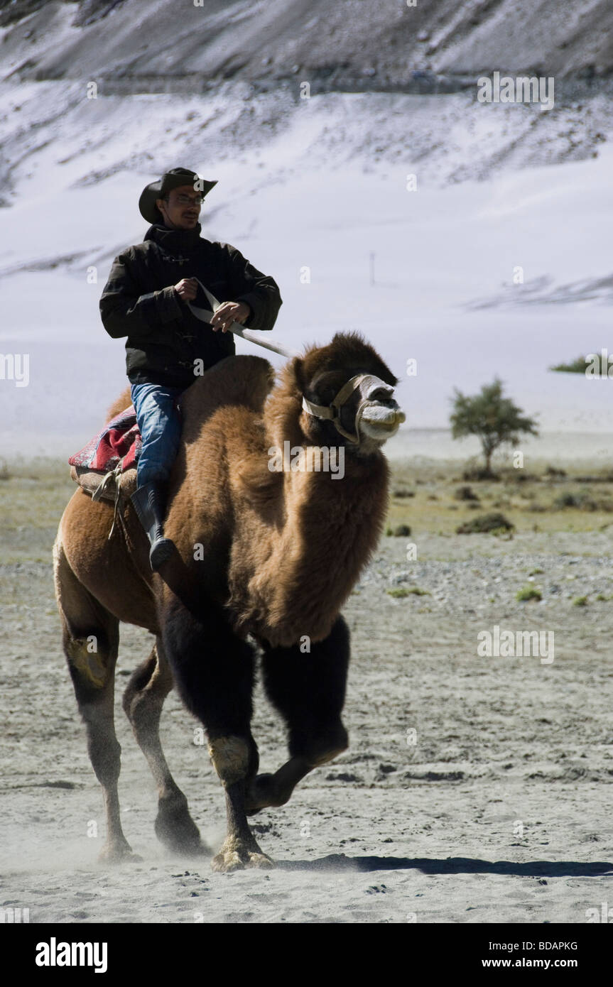 Silhouette eines Mannes Reiten ein baktrischen Kamel, Hunder Nubra Tal, Ladakh, Jammu und Kaschmir, Indien Stockfoto