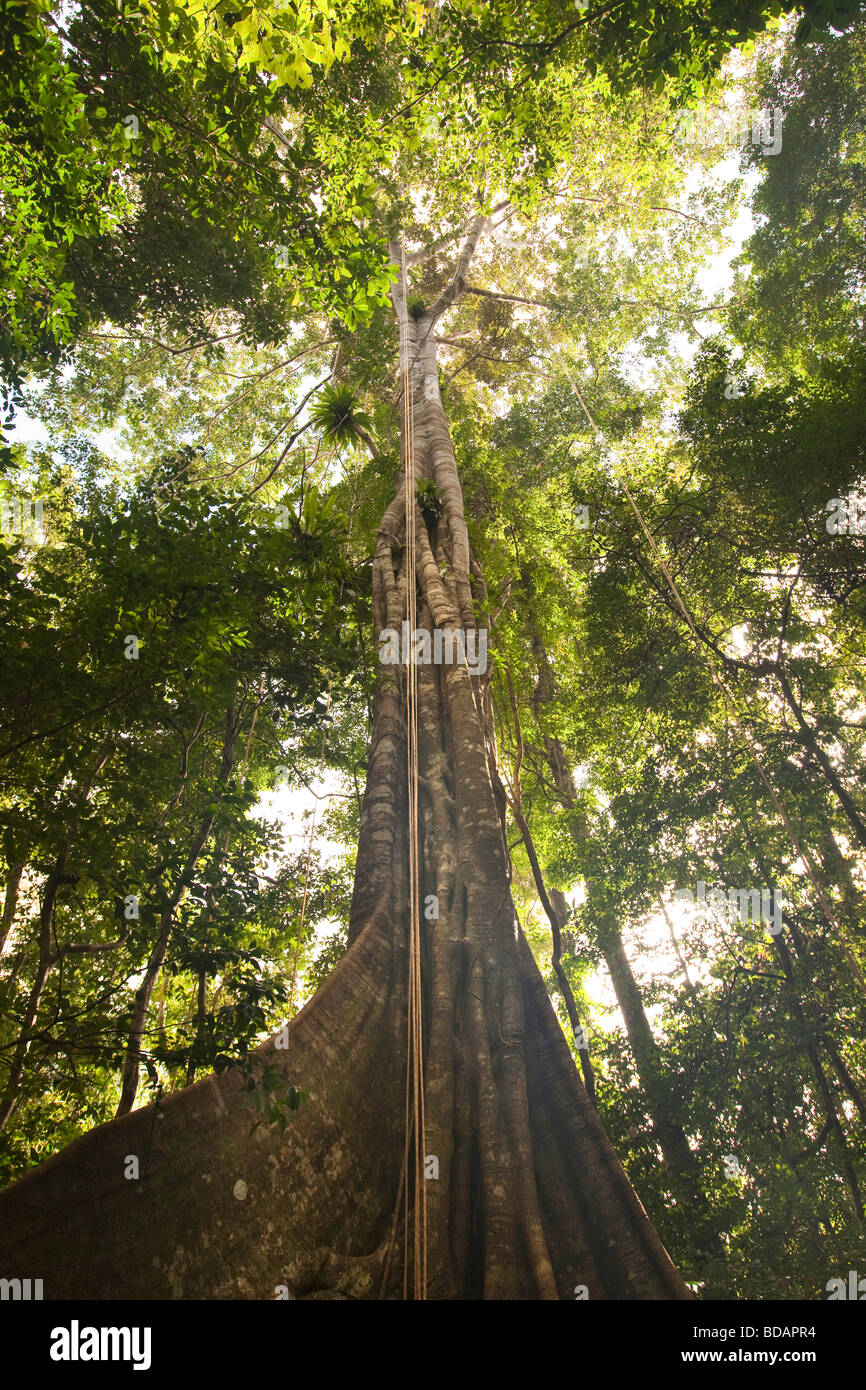Indonesien Sulawesi Betrieb Wallacea Lambusango Forest Reserve Feigenbaum angeseilt Baldachin Zugang Stockfoto