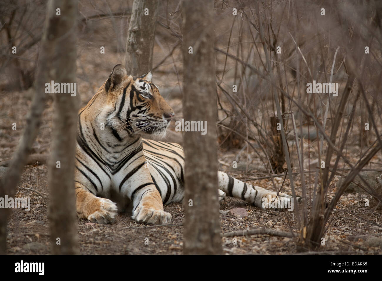 Bengal Tiger-Männchen in den Bäumen sitzen und beobachtete die Beute im Ranthambore Tiger Reserve, Indien. Stockfoto