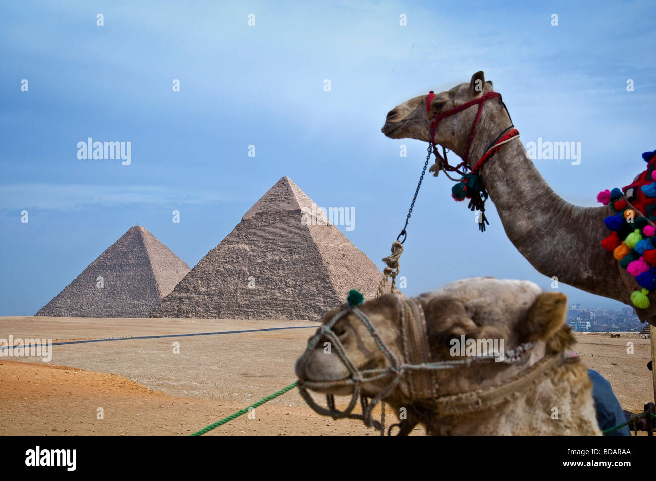 Eine Nahaufnahme der Pf Kamele gegen die Pyramide von Gizeh, Ägypten. Stockfoto