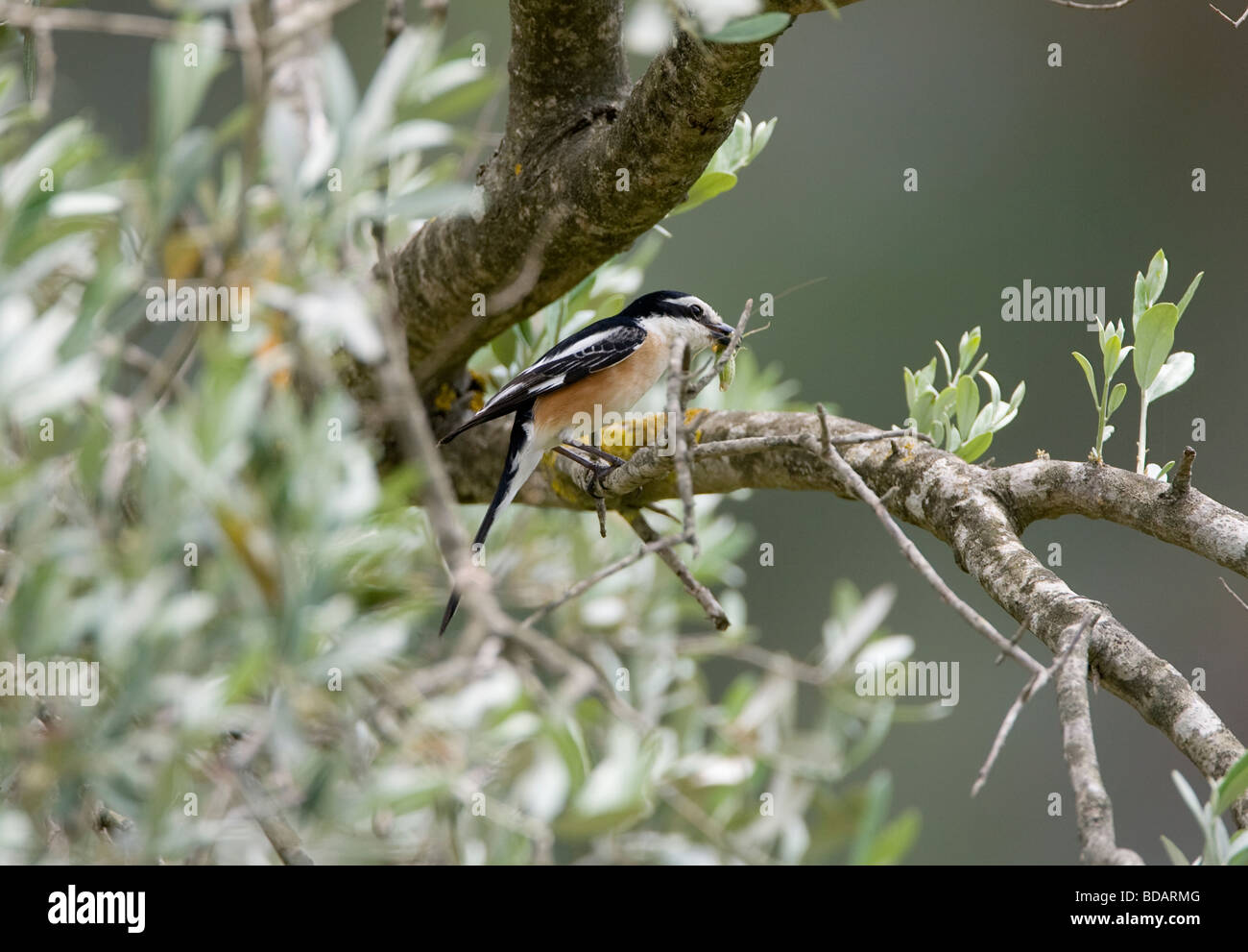 Maskiert Shrike Lanius Nubicus in der Nähe von seinem Nest im Olive Grove Türkei Stockfoto