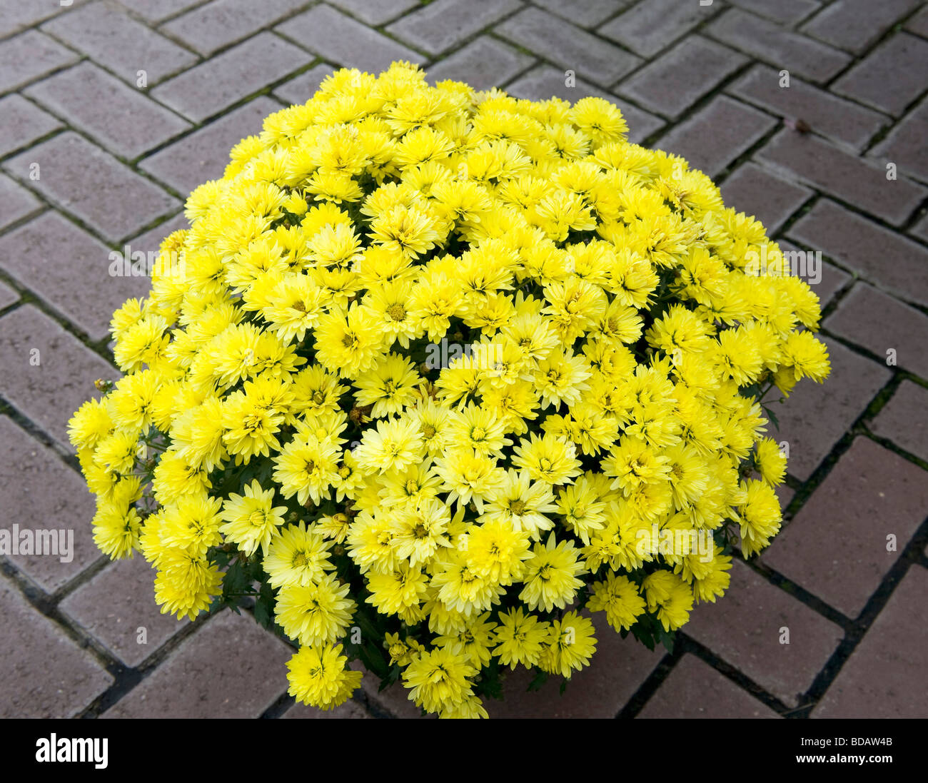 Chrysantheme "Goldenen Kelch". Buschige Topf gewachsen Pflanze mit leuchtend gelben Blüten in Form einer Kuppel. Stockfoto