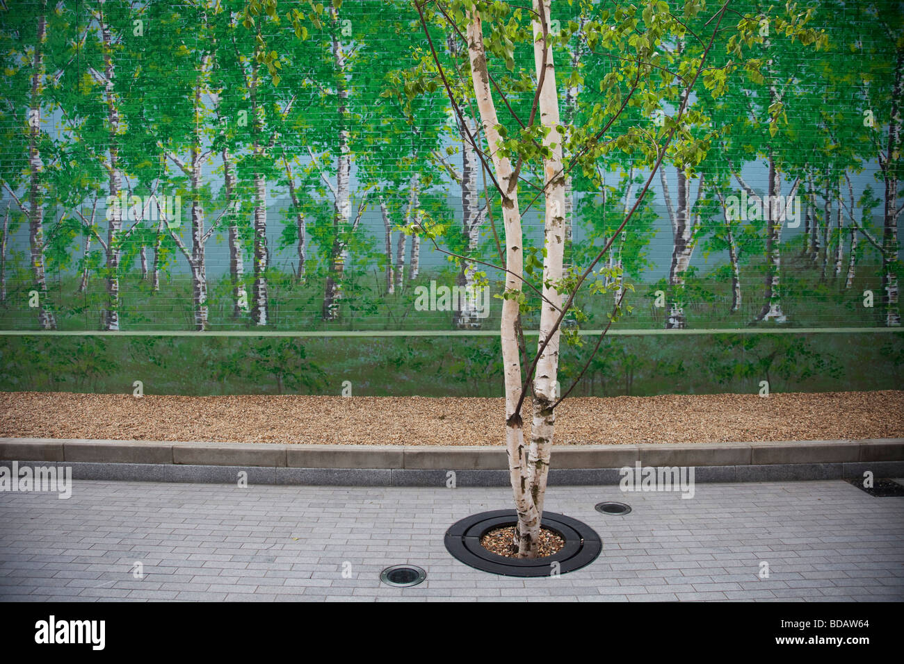 Echte Silber Birken stehen vor eine gemalte Wandbild von gefälschten Silber Birken. Stockfoto