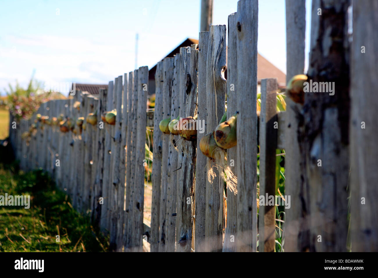 Zwiebeln Trocknen auf einem Holzzaun Stockfoto