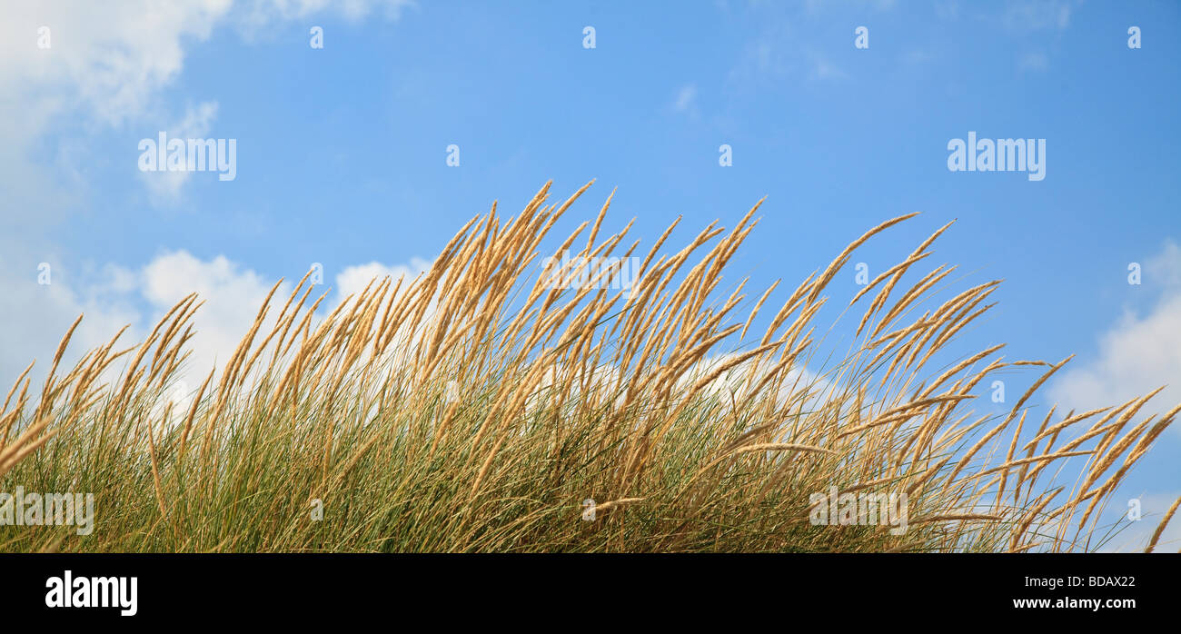 Dünengebieten Grass wachsen auf den Sanddünen am Sturz East Sussex England Stockfoto