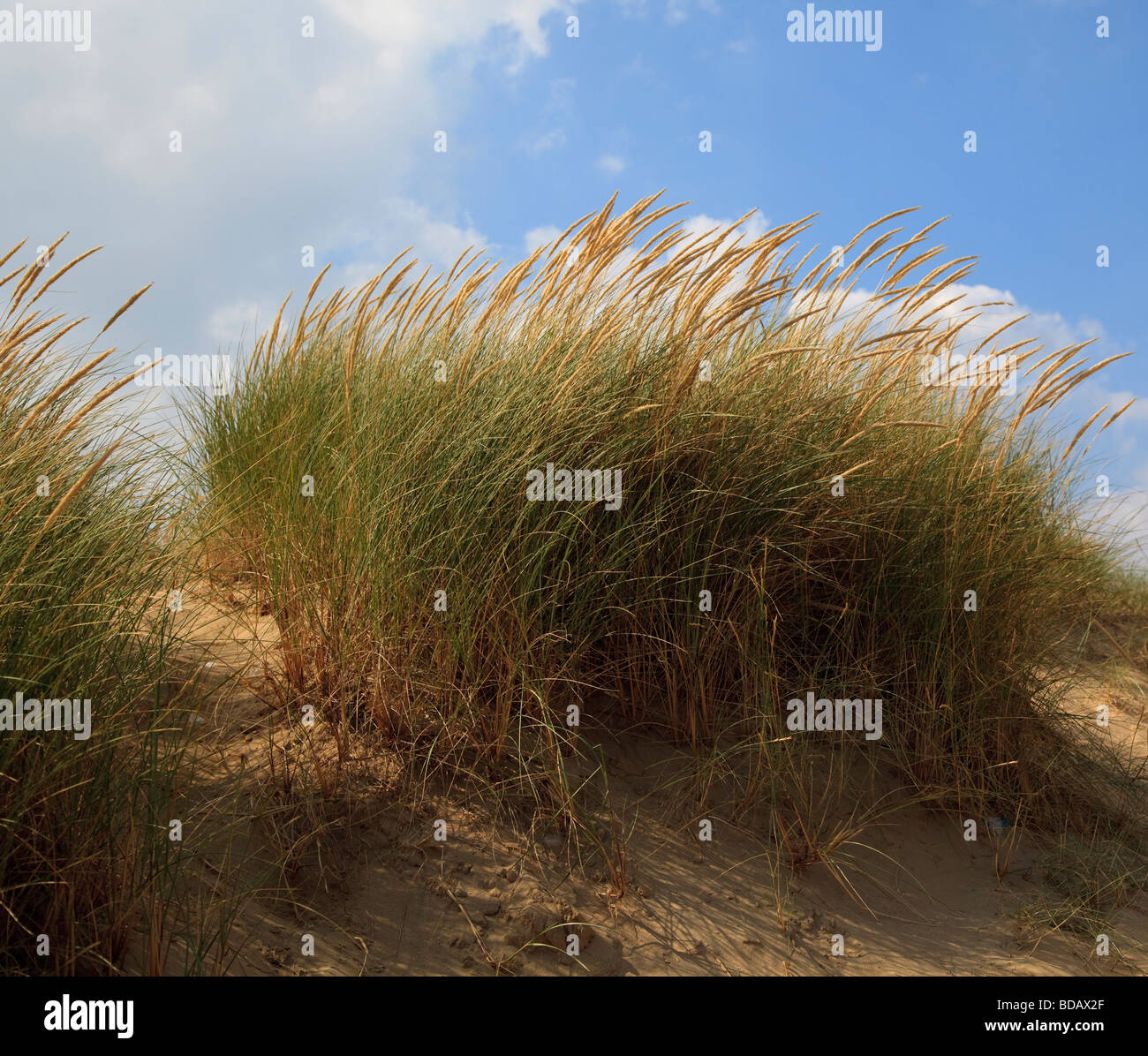 Dünengebieten Grass wachsen auf den Sanddünen am Sturz East Sussex England Stockfoto