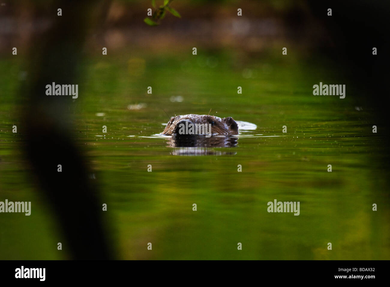 Europäischer Biber schwimmen Stockfoto