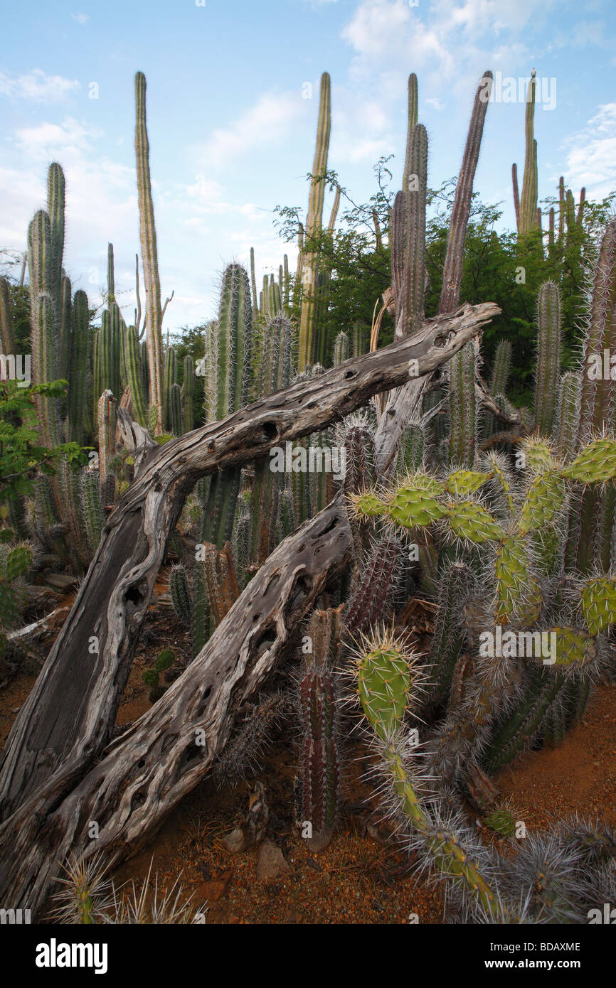 Kaktus-Dickicht einschließlich Kerze Kaktus Ritterocereus früh und Prickly Pear Cactus Opuntia wentiana Stockfoto