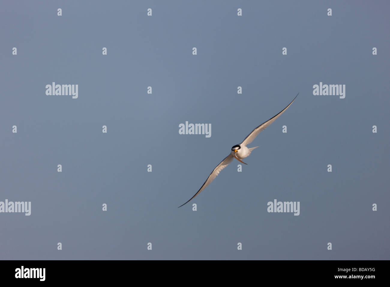 Wenigsten Tern Sternula Antillarum Antillarum fliegen mit Fisch füttern s Kumpel sitzt auf einem nahe gelegenen nest Stockfoto