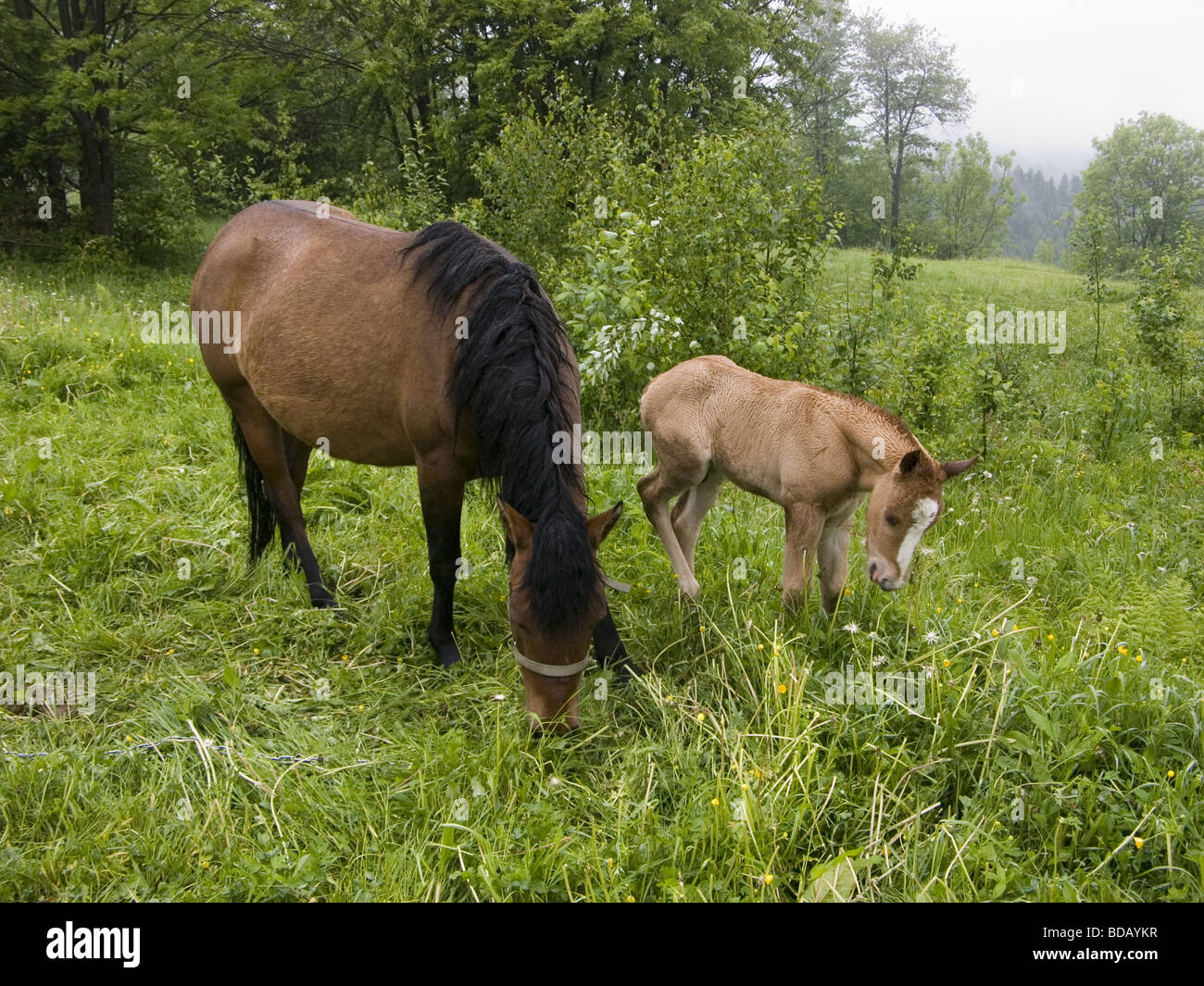 Pferd, Pferde, Tier, Säugetier, Horizontal Stockfoto