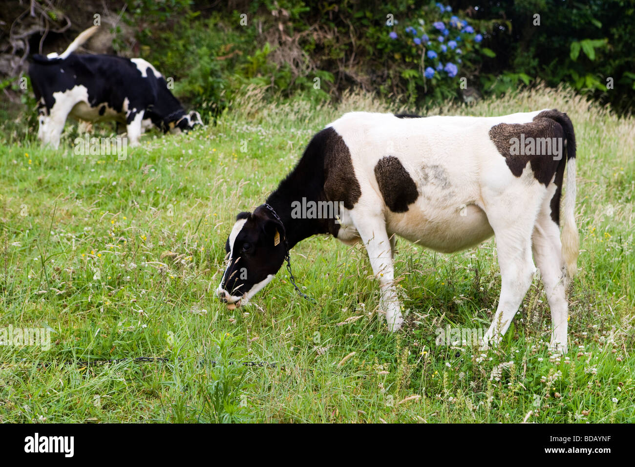 Vieh, Azoren Stockfoto