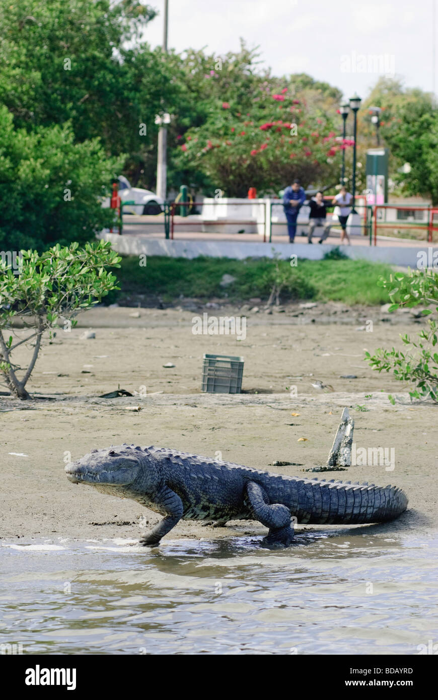 Mitglied der Gruppe der Krokodile sonnen sich am Ufer eines Sees in Tampico, Tamaulipas, Mexiko. Stockfoto