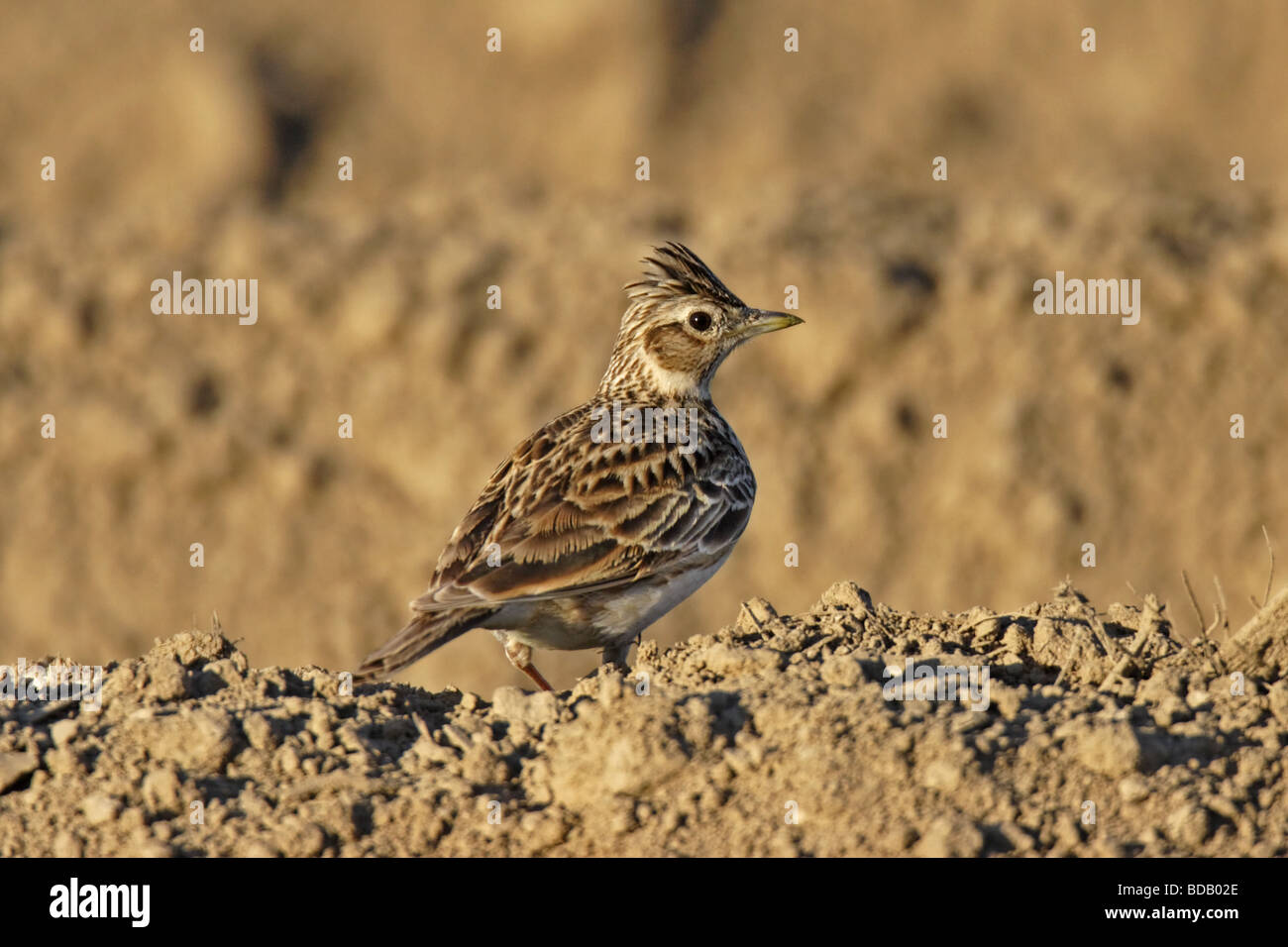 Feldlerche Feldlerche (Alauda Arvensis) Stockfoto