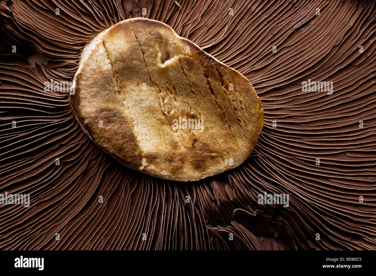 Shitake Pilz Nahaufnahme Makro-Studio-Bild Stockfoto