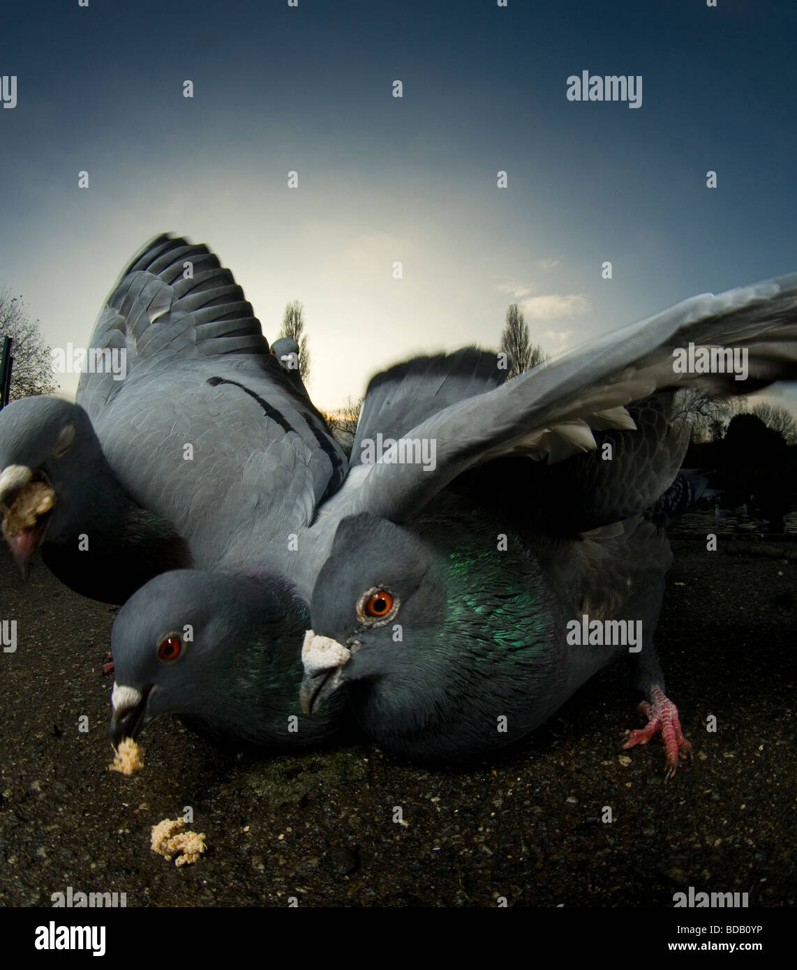 Tauben Longieren für Lebensmittel, London Stockfoto