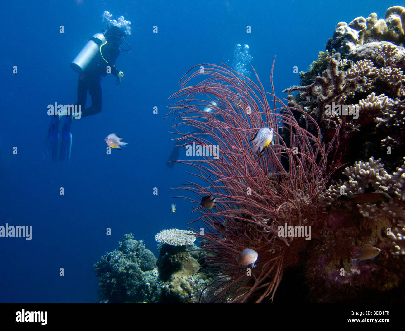 Indonesien Sulawesi Wakatobi Nationalpark Unterwasser Taucher schwimmen oben Peitsche Korallen Stockfoto