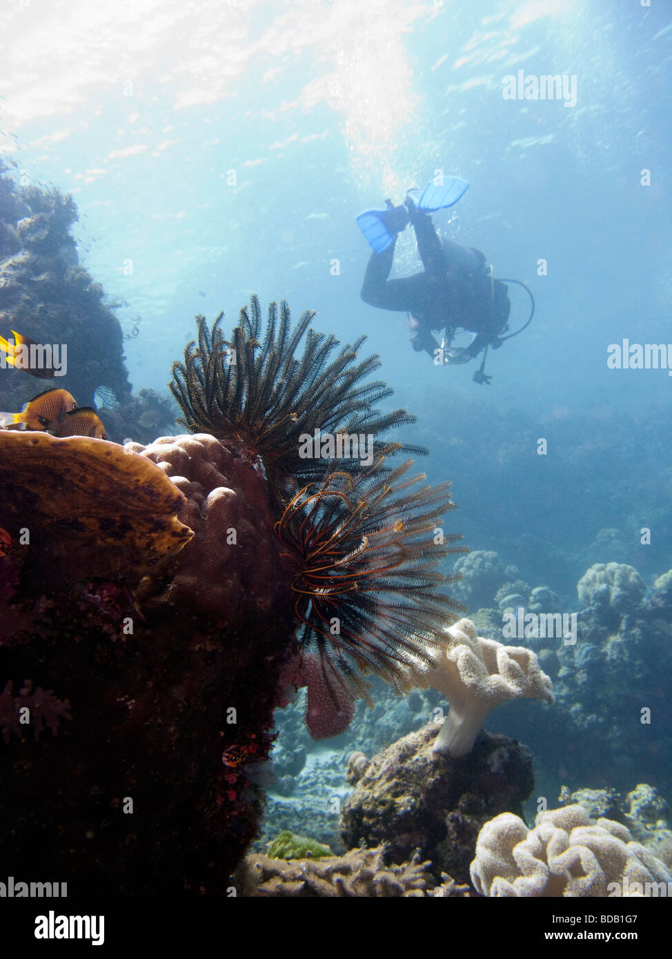Indonesien Sulawesi Wakatobi Nationalpark Unterwasser Taucher schwimmen oben Feather Star auf tropischen Korallenriff Stockfoto