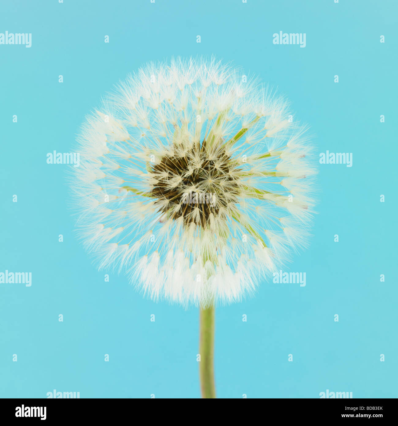 Doldenmitenuhr. ( Taraxacum Officinale. ) Auf blauem Studiohintergrund - weicher Wunsch Flora Stillleben Stockfoto