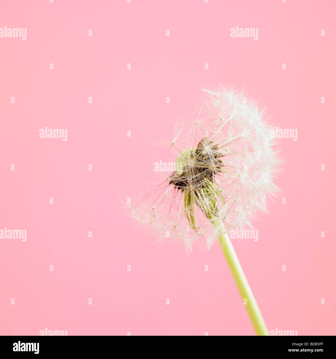 Halbgeblasene Löchenkuhr (Taraxacum Officinale) - Löchenkuhr (Taraxacum Officinale) - auf einem rosa Studiohintergrund - weiches Wunschflora Stillleben Stockfoto