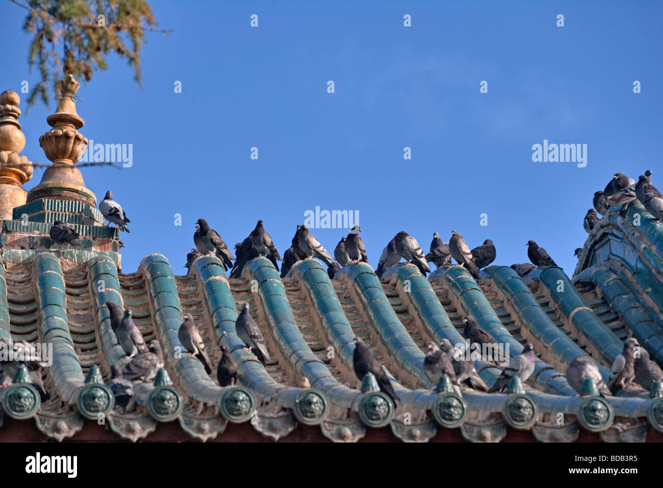 Vögel thront auf chinesische Art Dach Gandan Kloster, Ulaan Baatar, Mongolei Stockfoto