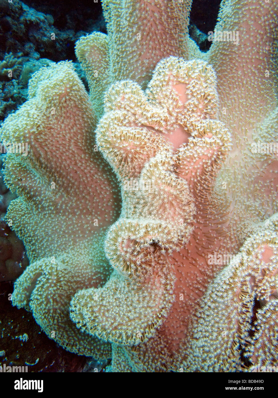 Indonesien Sulawesi Wakatobi Nationalpark Unterwasser weichen Korallen Sarcophyton sp Stockfoto