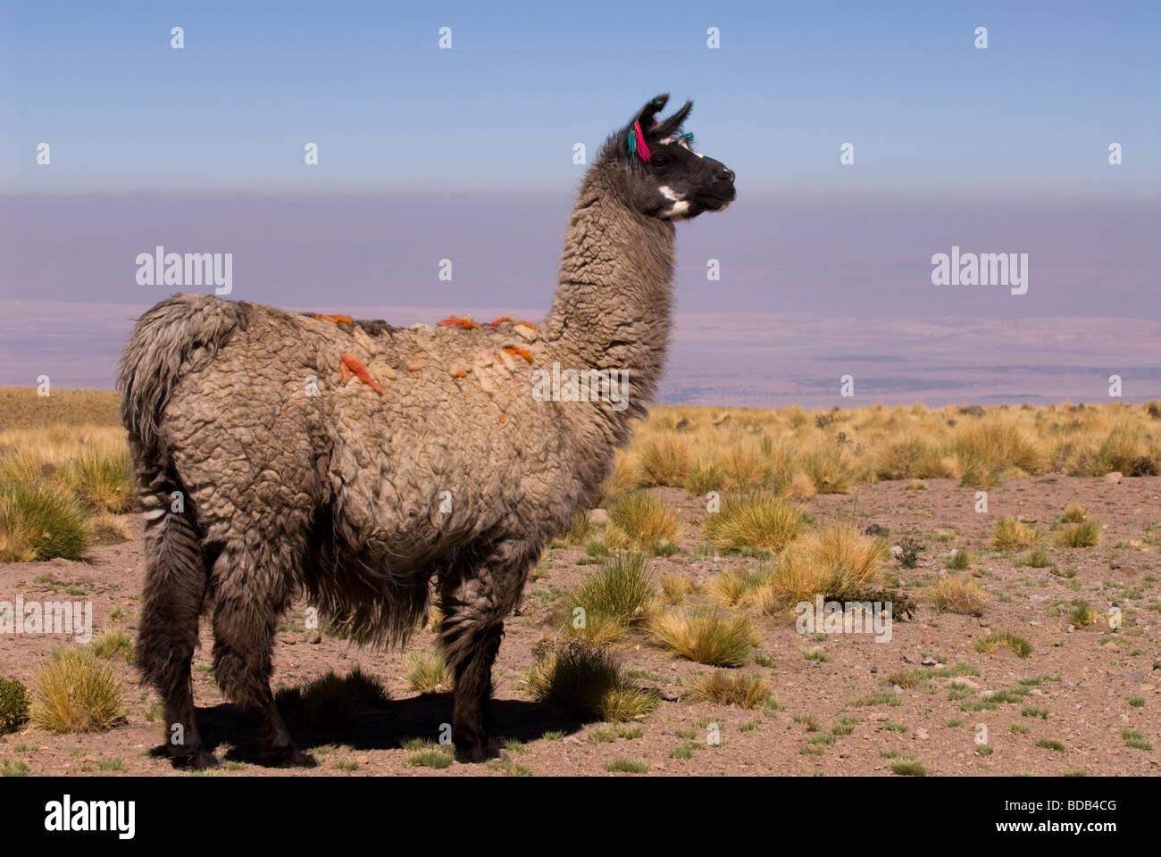 Lama (Lama Glama) Höhenlage Kameliden aus Südamerika Stockfoto