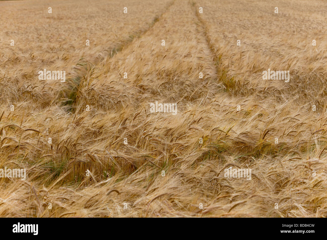 Sommer Ernte Feld hautnah Stockfoto