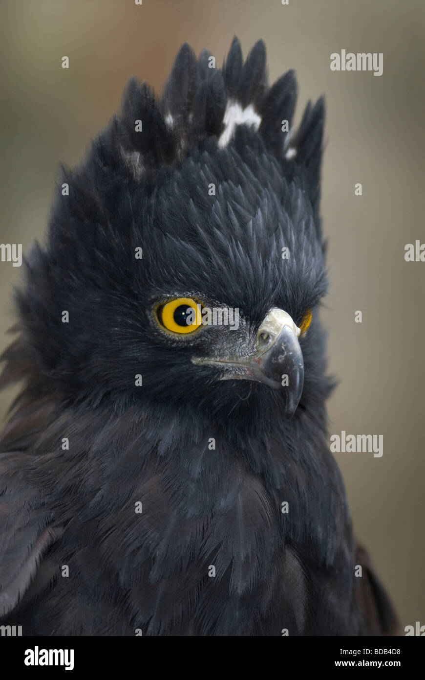 Black Hawk-Eagle (Spizaetus Tyrannus) Stockfoto