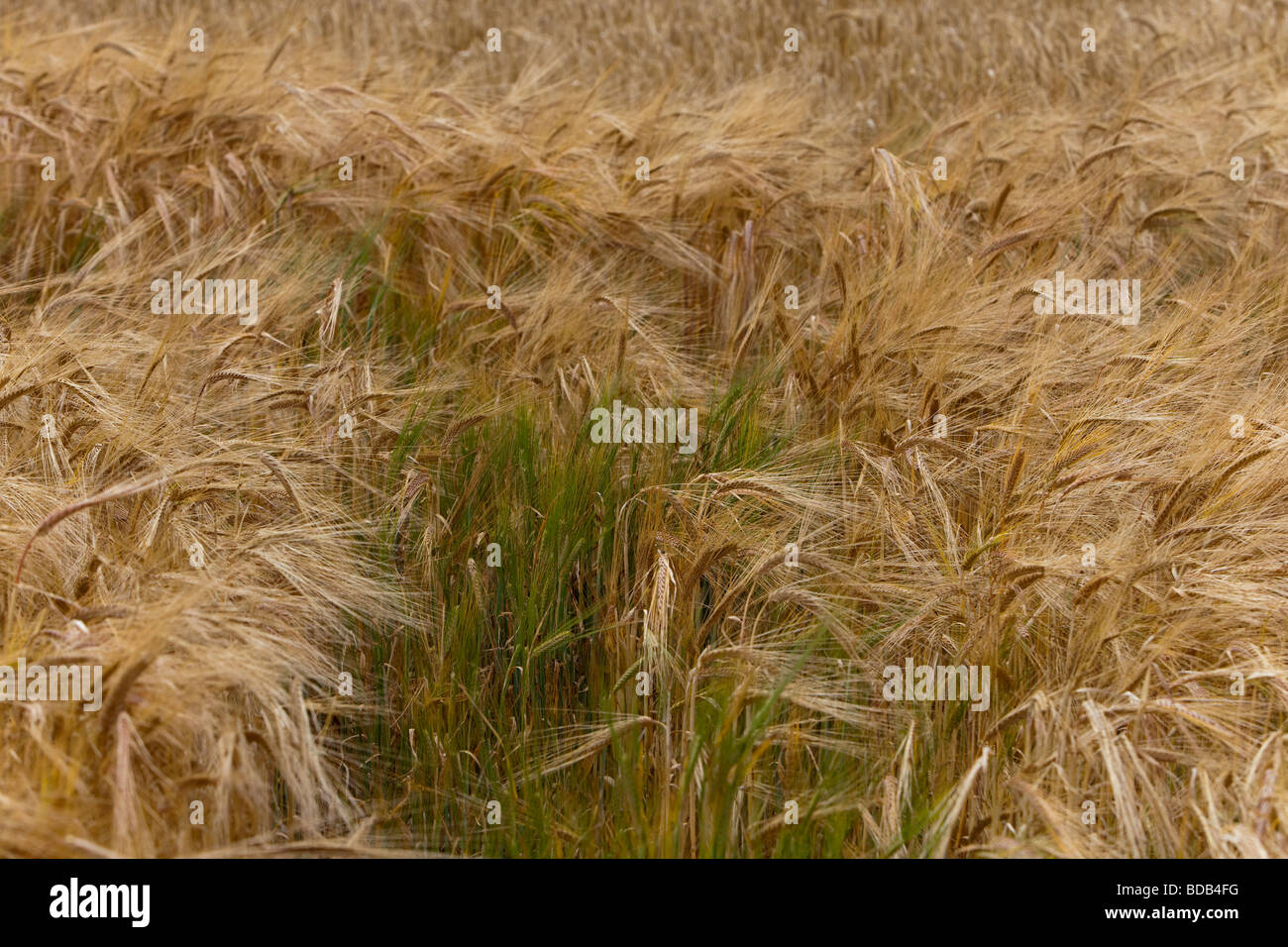 Sommer Ernte Feld hautnah Stockfoto