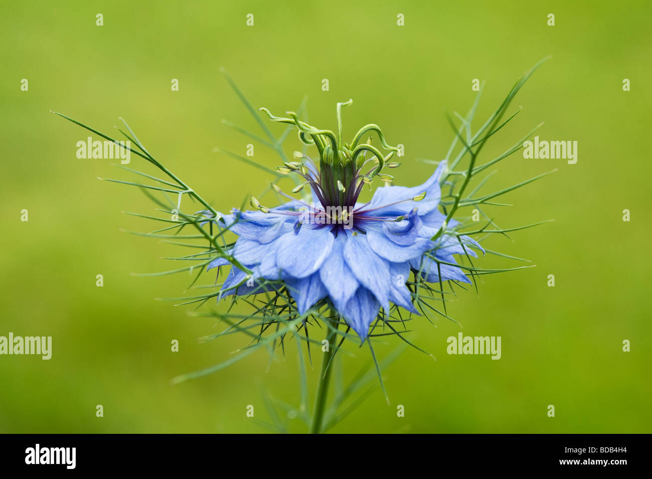 Nigella Damascena. Liebe in einem Nebel Blume Stockfoto