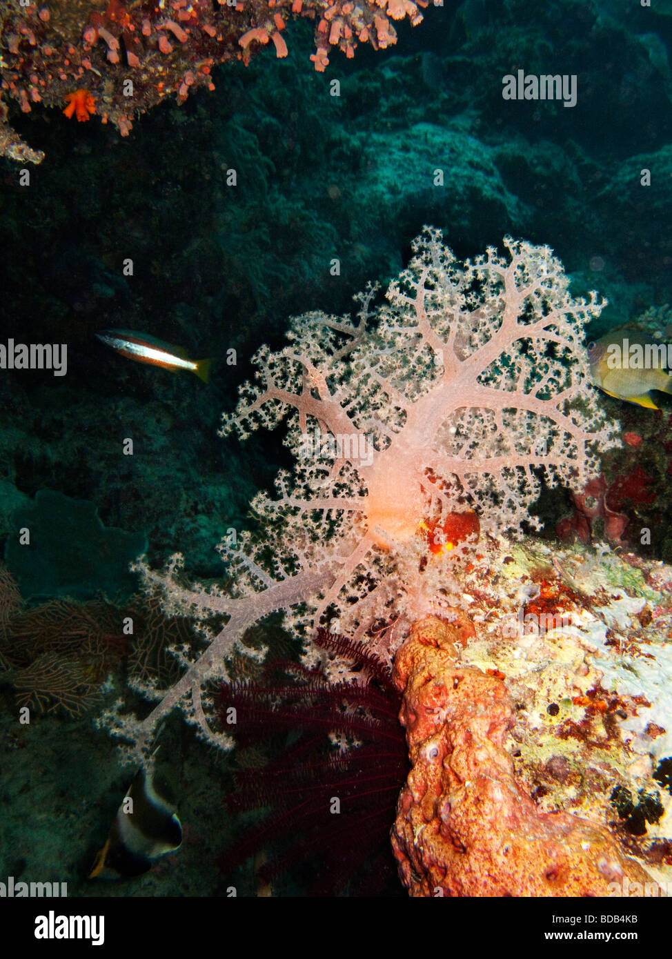 Indonesien Sulawesi Wakatobi Nationalpark Unterwasser rote Weichkorallen Stockfoto