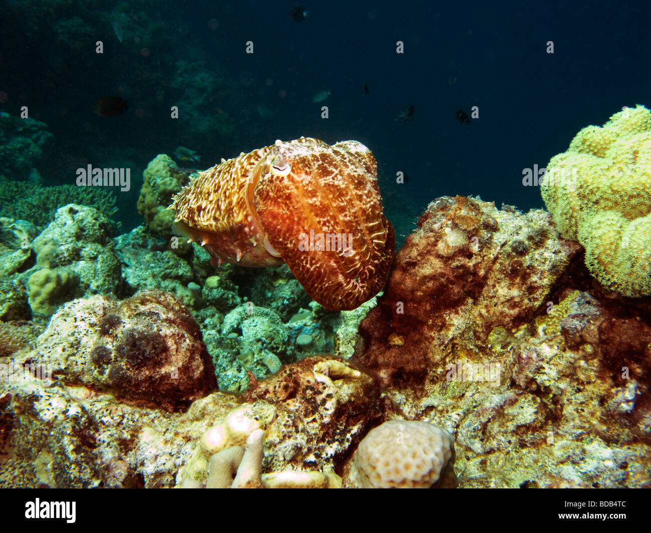 Indonesien Sulawesi Wakatobi Nationalpark Unterwasser Riff Tintenfisch Sepia finden sepiidae Stockfoto