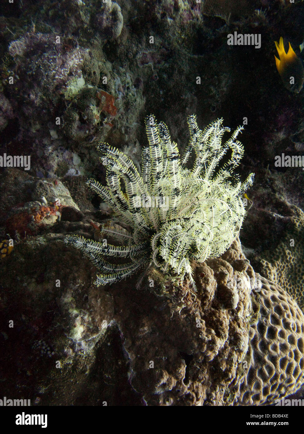Indonesien Sulawesi Wakatobi Nationalpark Hoga Insel Unterwasser Peitschenkorallen Feather Star am Korallenriff Stockfoto