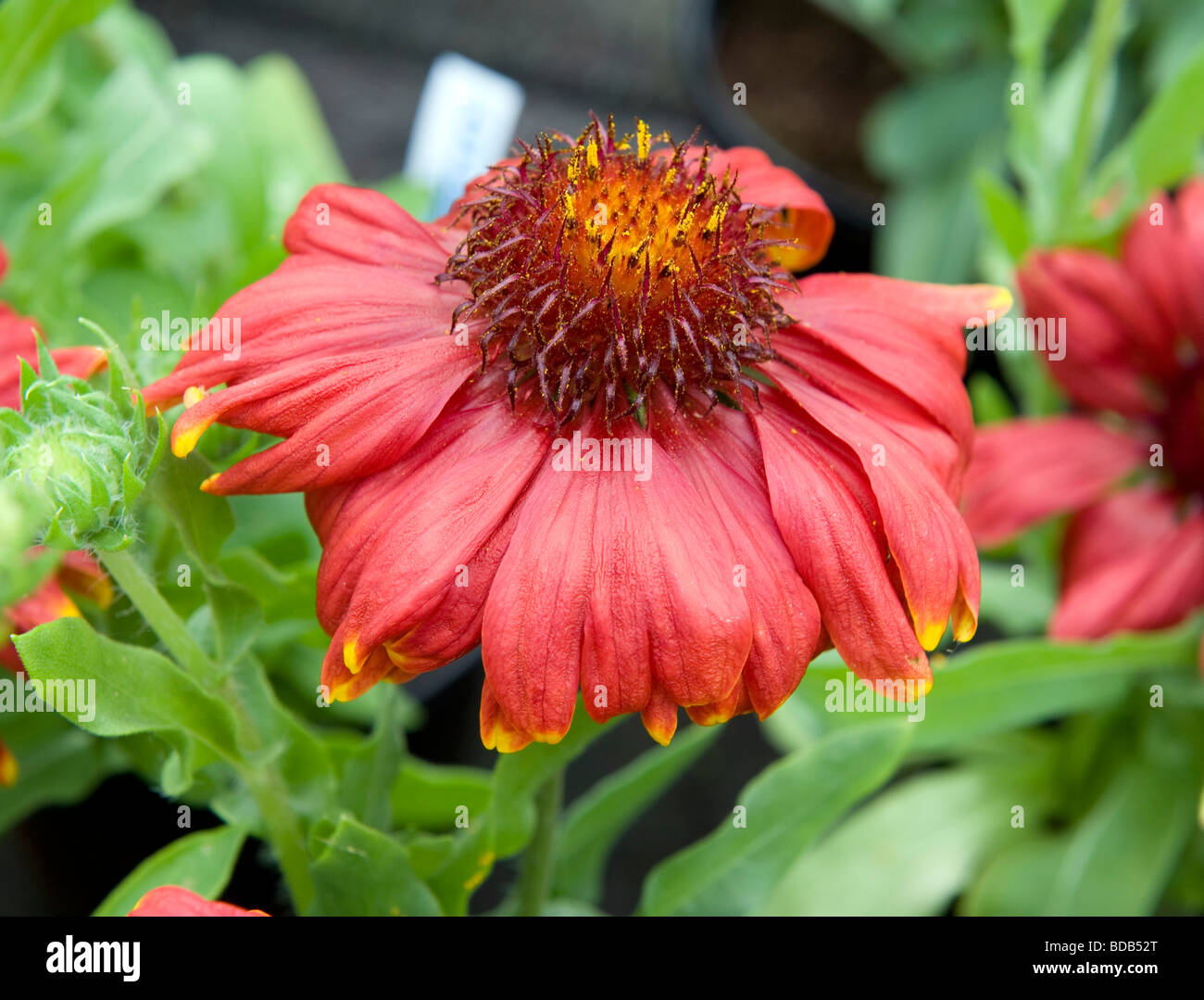 Gaillardia "Sunburst Red" mit gelber Spitze. Ein leuchtend rote Blume Gänseblümchen wie mit dunklen Kegel Form Zentrum. Stockfoto