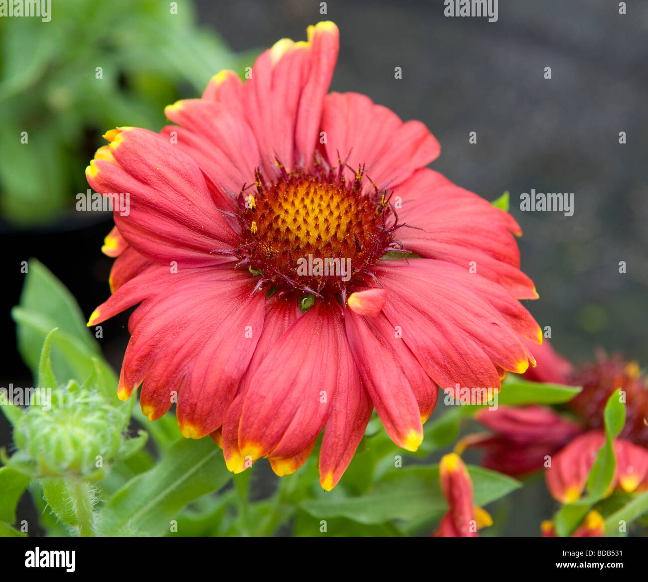 Gaillardia "Sunburst Red" mit gelber Spitze. Ein leuchtend rote Blume Gänseblümchen wie mit dunklen Kegel Form Zentrum. Stockfoto