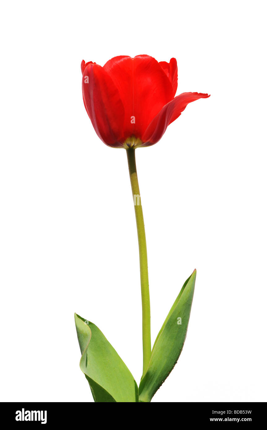 Rote Tulpe isoliert auf weißem Hintergrund Stockfoto