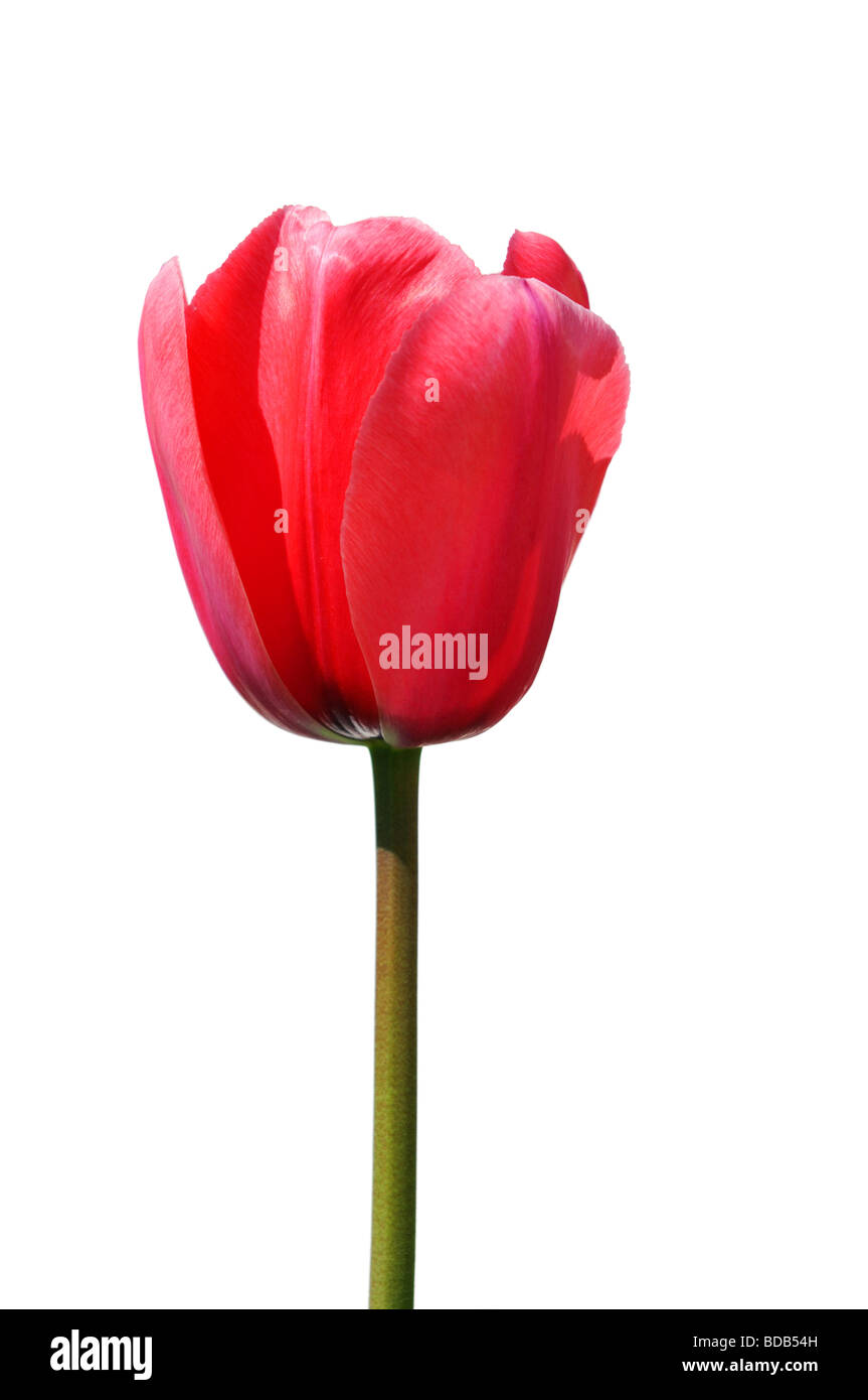 Rote Tulpe isoliert auf weißem Hintergrund Stockfoto