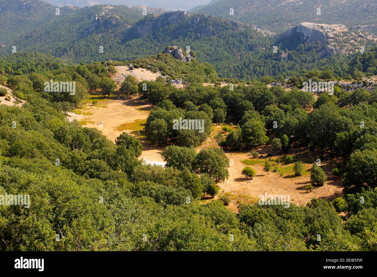 Wald der Pyrenäen Eiche Quercus Pyrenaica in den Calares del Mundo y De La Sima natürlichen Park Albacete Castilla La Mancha Spanien Stockfoto