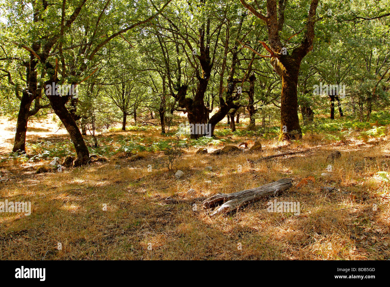 Wald der Pyrenäen Eiche Quercus Pyrenaica in den Calares del Mundo y De La Sima natürlichen Park Albacete Castilla La Mancha Spanien Stockfoto