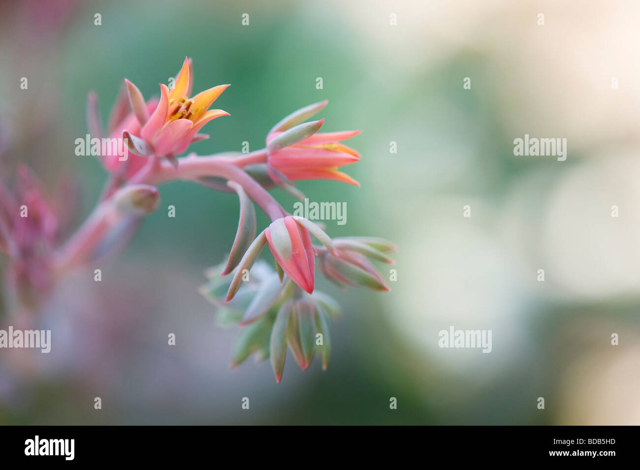 Echeveria "locken" Blume Stockfoto