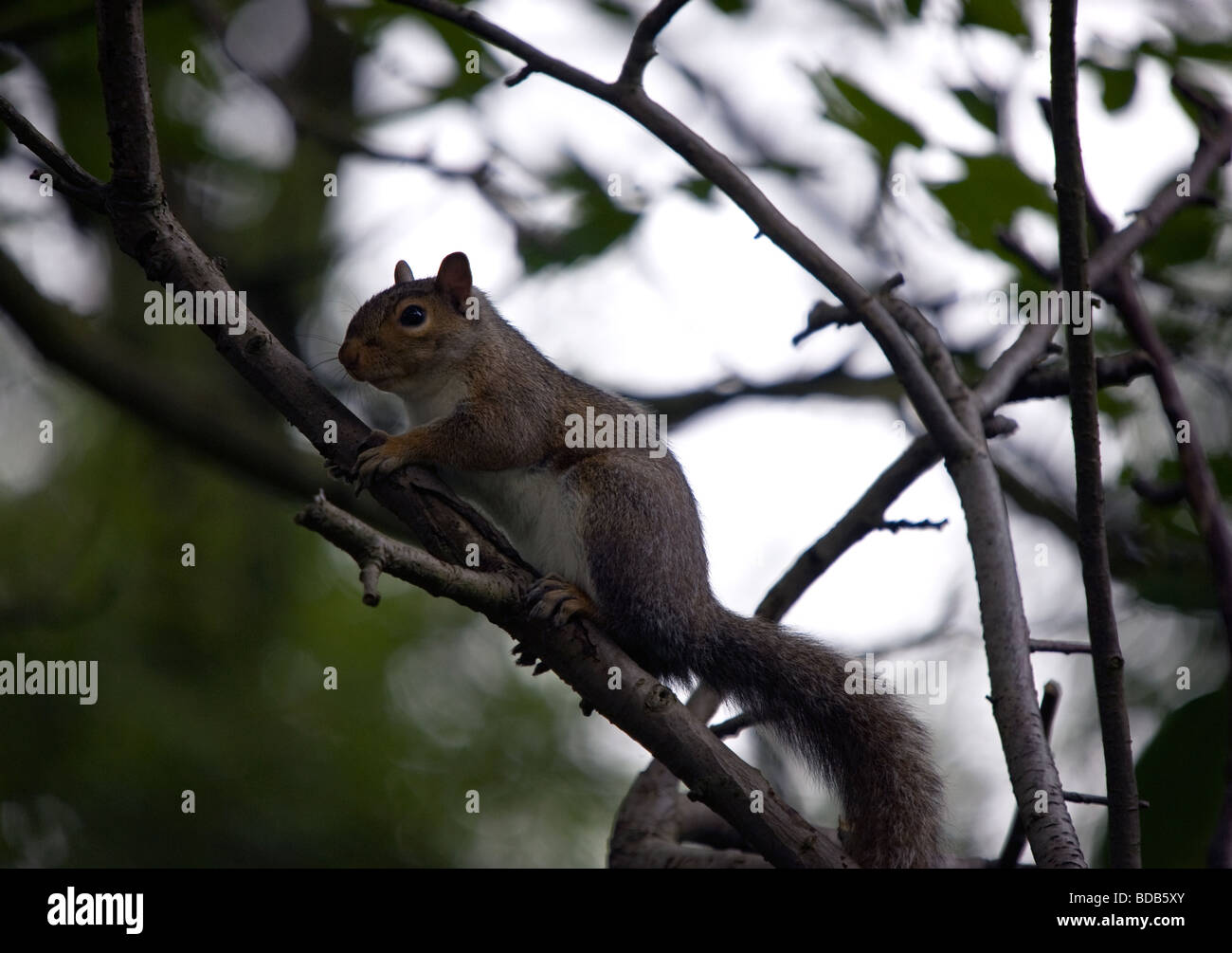 Graue Eichhörnchen im Baum (Sciurus Carolinensis) Stockfoto