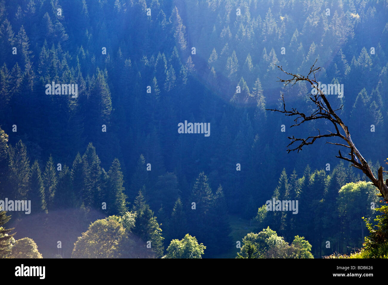 Wald im Schwarzwald, Baden-Württemberg, Deutschland Stockfoto