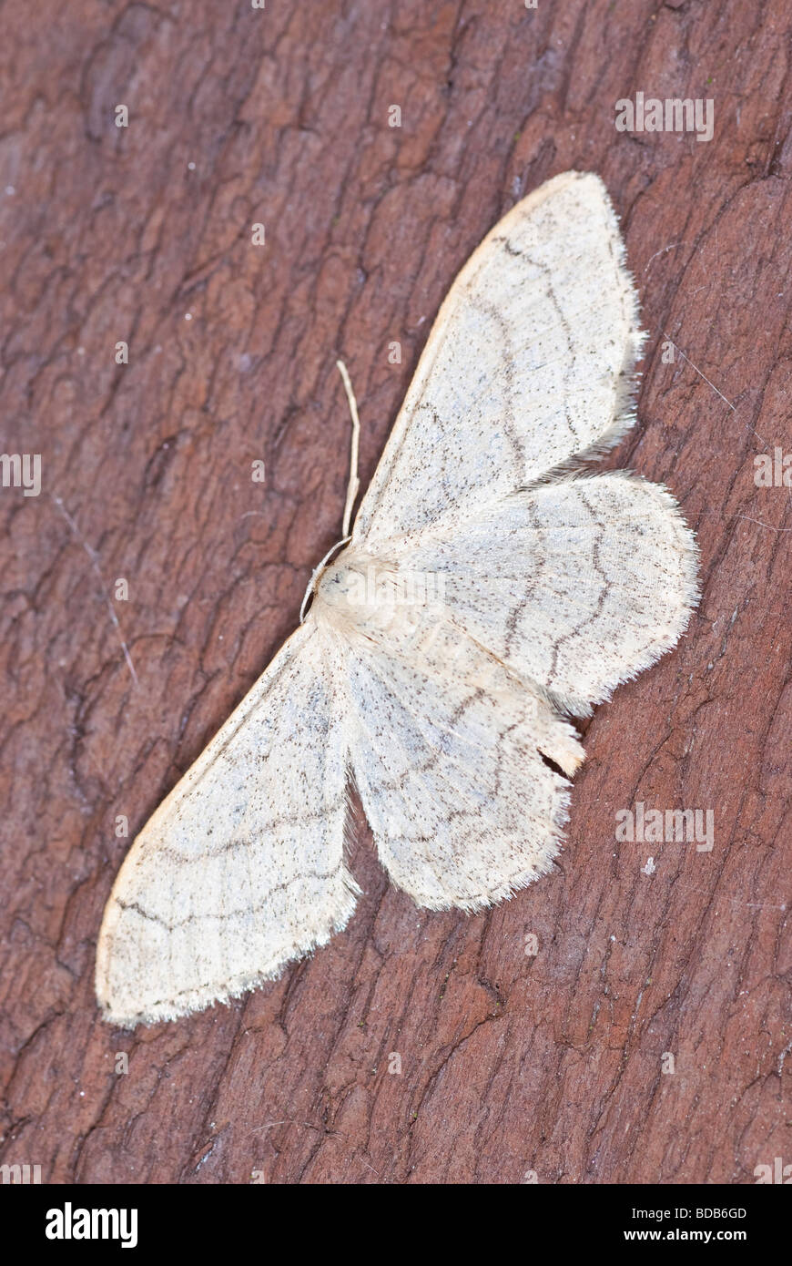 Gemeinsamen weiße Welle Schmetterling mit Verbreitung Flügel sitzen auf einem Stück Holz Stockfoto